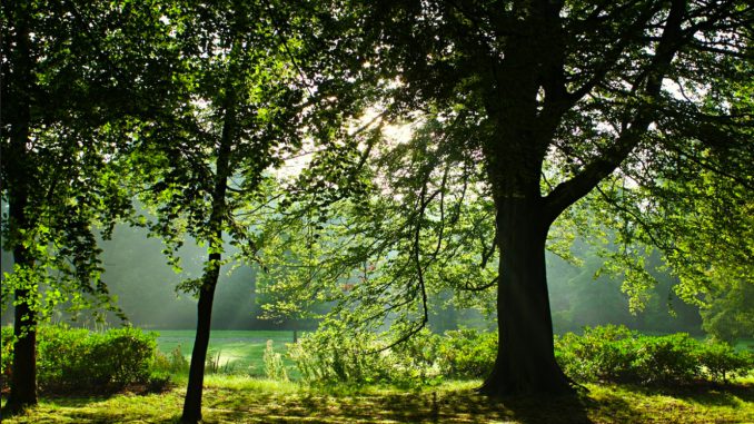 groen